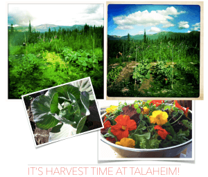 Talaheim Garden Produce