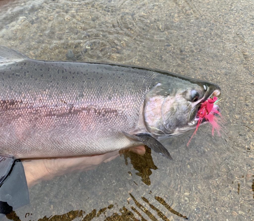 Alaska Silver Salmon Fly Fishing Talaheim Lodge